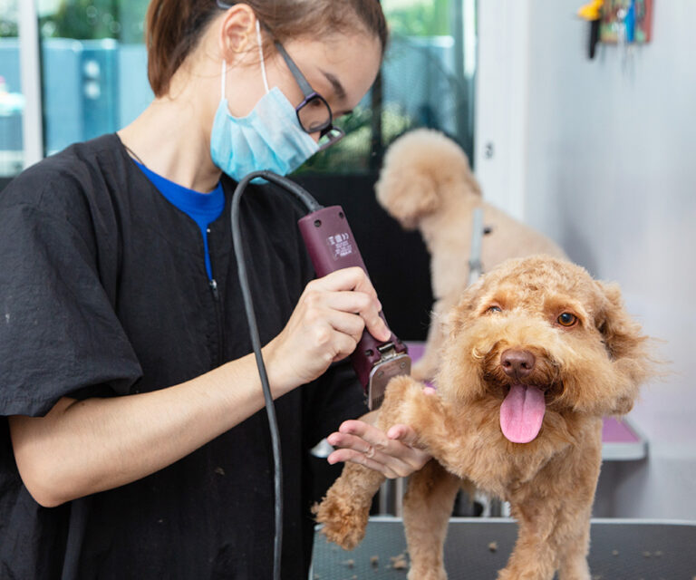 Pet Care Tips